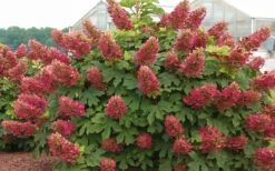 Ruby Slippers Dwarf Oakleaf Hydrangea - 7 Gallon Pot 11 Ruby Slippers Dwarf Oakleaf Hydrangea - 7 Gallon Pot -Plant Discount Store Hydrangea Oakleaf Ruby Slippers Full Bloom