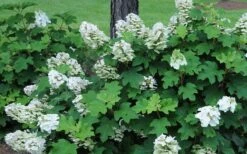 Ruby Slippers Dwarf Oakleaf Hydrangea - 1 Gallon Pot 13 Ruby Slippers Dwarf Oakleaf Hydrangea - 1 Gallon Pot -Plant Discount Store Hydrangea Oakleaf Ruby Slippers Opening Color 2