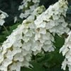 Snow Queen Oakleaf Hydrangea - 2 Gallon Pot -Plant Discount Store Hydrangea Oakleaf Snow Queen 8