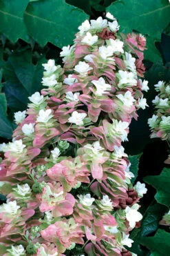 Snowcicle Oakleaf Hydrangea - 1 Gallon Pot 13 Snowcicle Oakleaf Hydrangea - 1 Gallon Pot -Plant Discount Store Hydrangea Oakleaf Snowcicle 1