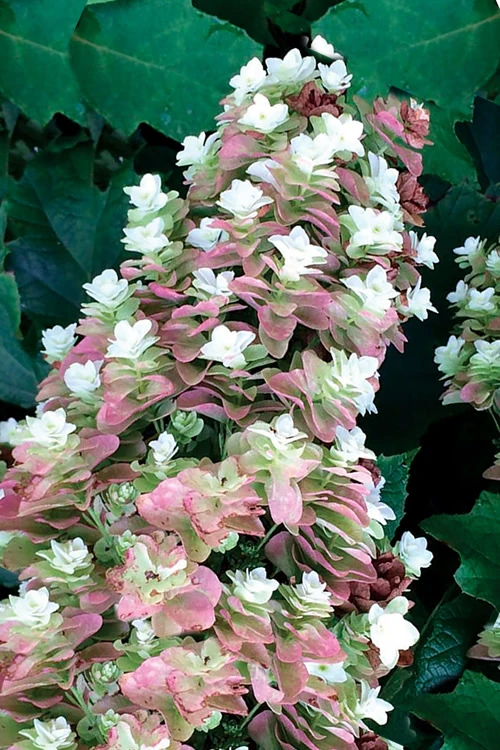 Snowcicle Oakleaf Hydrangea - 1 Gallon Pot 8 Snowcicle Oakleaf Hydrangea - 1 Gallon Pot - Image 6