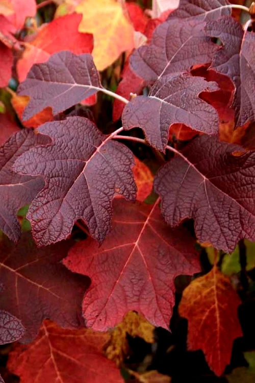 Snowcicle Oakleaf Hydrangea - 1 Gallon Pot 7 Snowcicle Oakleaf Hydrangea - 1 Gallon Pot - Image 5