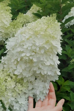 Phantom Hydrangea (Single Trunk Tree Form) - 7 Gallon Pot 11 Phantom Hydrangea (Single Trunk Tree Form) - 7 Gallon Pot -Plant Discount Store Hydrangea Phantom 20