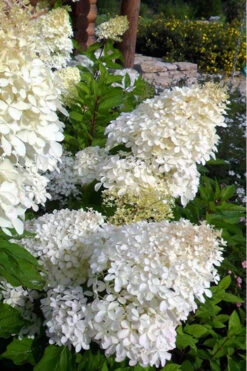 Phantom Hydrangea (Single Trunk Tree Form) - 7 Gallon Pot 12 Phantom Hydrangea (Single Trunk Tree Form) - 7 Gallon Pot -Plant Discount Store Hydrangea Phantom 500x750 1