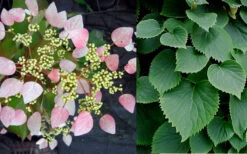 Pink Climbing Hydrangea - Schizophragma Hydrangeoides`Roseum' - 2 Gallon Pot -Plant Discount Store Hydrangea Pink Climbing 1