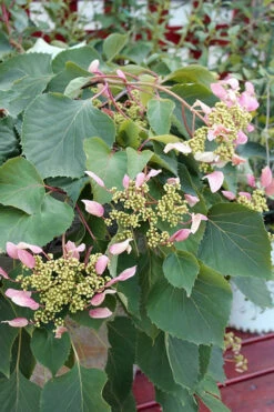 Pink Climbing Hydrangea - Schizophragma Hydrangeoides`Roseum' - 2 Gallon Pot -Plant Discount Store Hydrangea Pink Climbing 1 500x750 1