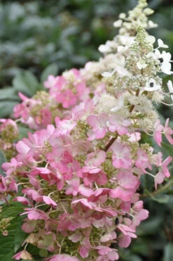 Pinky Winky Hydrangea (Single Trunk Tree Form) - 7 Gallon Pot -Plant Discount Store Hydrangea Pinky Winky BS