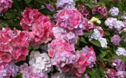 Preziosa Multi Color Hydrangea - 3 Gallon Pot -Plant Discount Store Hydrangea Preziosa 18