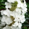 Semmes Beauty Oakleaf Hydrangea - 3 Gallon Pot -Plant Discount Store Hydrangea Semmes Beauty 10