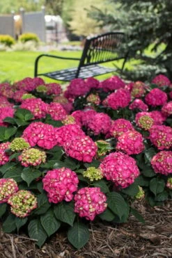 Summer Crush Endless Summer Hydrangea - 3 Gallon Pot -Plant Discount Store Hydrangea Summer Crush Endless Summer 3 1