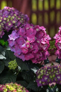Summer Crush Endless Summer Hydrangea - 1 Gallon Pot -Plant Discount Store Hydrangea Summer Crush Endless Summer 4