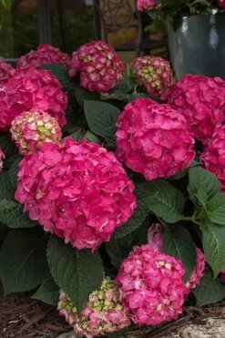 Summer Crush Endless Summer Hydrangea - 3 Gallon Pot -Plant Discount Store Hydrangea Summer Crush Endless Summer 7 1