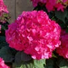 Summer Crush Endless Summer Hydrangea - 1 Gallon Pot -Plant Discount Store Hydrangea Summer Crush Endless Summer 8