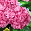 Sweet Fantasy Hydrangea - 3 Gallon Pot -Plant Discount Store Hydrangea Sweet Fantasy 5
