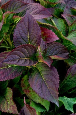 Tuff Stuff Top Fun Reblooming Mountain Hydrangea - 1 Gallon Pot -Plant Discount Store Hydrangea Tuff Stuff 4