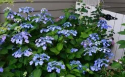 Twist-N-Shout Endless Summer Hydrangea - 1 Gallon Pot -Plant Discount Store Hydrangea Twist N Shout Blue Flowers 3
