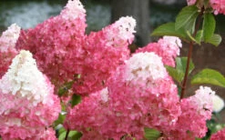 Vanilla Strawberry Hydrangea (Single Trunk Tree Form) - 7 Gallon Pot (5-7') -Plant Discount Store Hydrangea Vanilla Strawberry 3 1