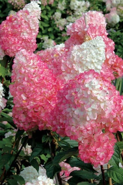 Vanilla Strawberry Hydrangea (Single Trunk Tree Form) - 7 Gallon Pot (5-7') -Plant Discount Store Hydrangea Vanilla Strawberry BS 1