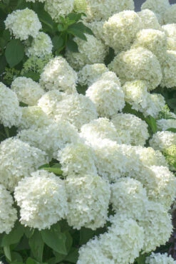 White Wedding Hydrangea - 2 Gallon Pot 9 White Wedding Hydrangea - 2 Gallon Pot -Plant Discount Store Hydrangea White Wedding 5 x750