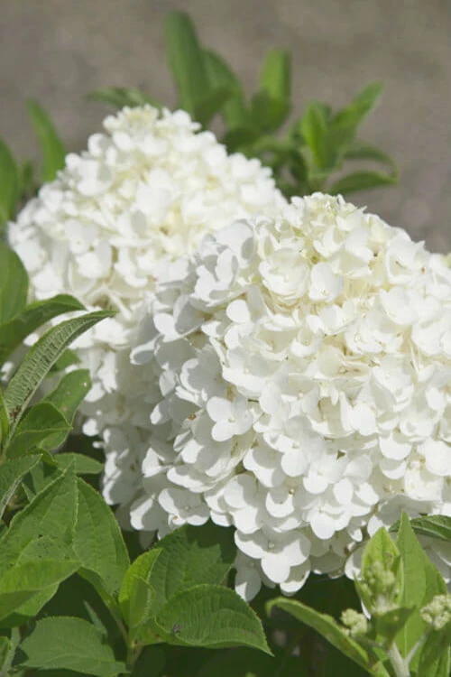 White Wedding Hydrangea - 2 Gallon Pot 3 White Wedding Hydrangea - 2 Gallon Pot