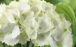 Zebra Hydrangea - 1 Gallon Pot 14 Zebra Hydrangea - 1 Gallon Pot -Plant Discount Store Hydrangea Zebra 3