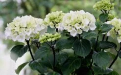 Zebra Hydrangea - 1 Gallon Pot 15 Zebra Hydrangea - 1 Gallon Pot -Plant Discount Store Hydrangea Zebra Flowers