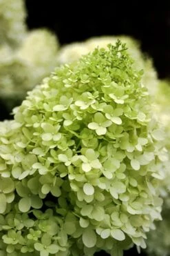 Limelight PeeGee Hydrangea - 3 Gallon Pot -Plant Discount Store Hydrangea limelightf BS