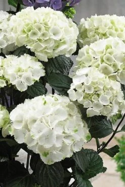 Zebra Hydrangea - 1 Gallon Pot 12 Zebra Hydrangea - 1 Gallon Pot -Plant Discount Store Hydrangrea Zebra 12