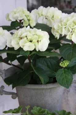 Zebra Hydrangea - 1 Gallon Pot 13 Zebra Hydrangea - 1 Gallon Pot -Plant Discount Store Hydrangrea Zebra 14