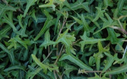 Needlepoint Ivy(Hedera Helix) - 10 Pack Of 4" Pots 10 Needlepoint Ivy(Hedera Helix) - 10 Pack Of 4" Pots -Plant Discount Store Ivy Needlepoint 50 1