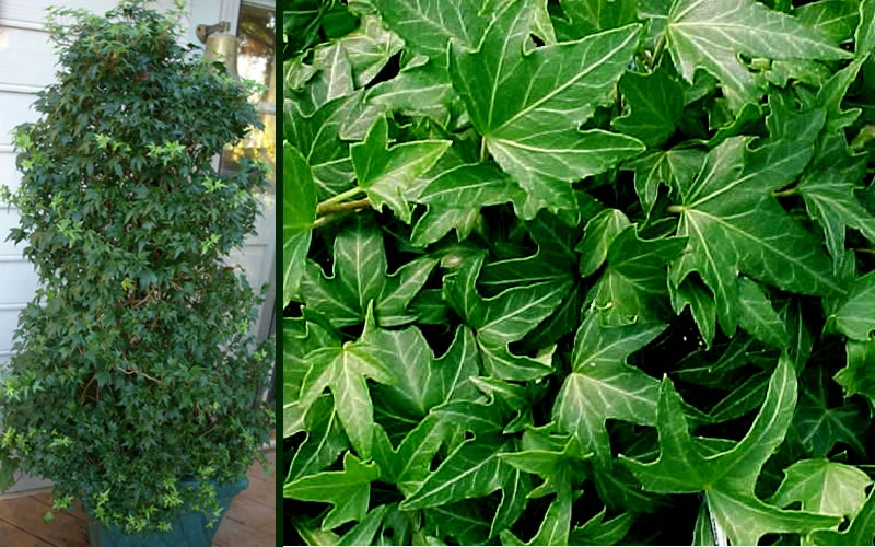 Needlepoint Ivy(Hedera Helix) - 10 Pack Of 4" Pots 7 Needlepoint Ivy(Hedera Helix) - 10 Pack Of 4" Pots - Image 5