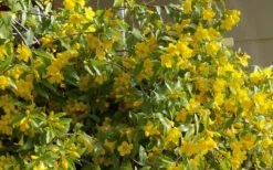 Butterscotch Yellow Jasmine (Jessamine) Gelsemium Sempervirens - 3 Gallon Pot -Plant Discount Store Jasmine Butterscotch 51