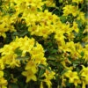 Butterscotch Yellow Jasmine (Jessamine) Gelsemium Sempervirens - 3 Gallon Pot 1 Butterscotch Yellow Jasmine (Jessamine) Gelsemium Sempervirens - 3 Gallon Pot -Plant Discount Store Jasmine Butterscotch Rev 500x750 1