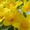 Duet Yellow Jasmine (Jessamine) - 3 Gallon Pot 1 Duet Yellow Jasmine (Jessamine) - 3 Gallon Pot -Plant Discount Store Jasmine Duet 7