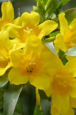 Duet Yellow Jasmine (Jessamine) - 3 Gallon Pot