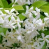 Madison Confederate Jasmine - 1 Gallon Pot 1 Madison Confederate Jasmine - 1 Gallon Pot -Plant Discount Store Jasmine Madison Rev 500x750 1