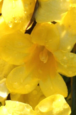 Margarita Cold Hardy Carolina Jasmine Vine (Gelsemium) - 3 Gallon Pot -Plant Discount Store Jasmine Margarita 2