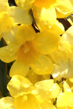 Margarita Cold Hardy Carolina Jasmine Vine (Gelsemium) - 3 Gallon Pot -Plant Discount Store Jasmine Margarita 3