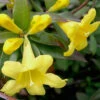 Swamp Carolina Jasmine (Jessamine) - Gelsemium Rankinii - 3 Gallon Pot 1 Swamp Carolina Jasmine (Jessamine) - Gelsemium Rankinii - 3 Gallon Pot -Plant Discount Store Jasmine Rankinii Swamp Jessamine 10