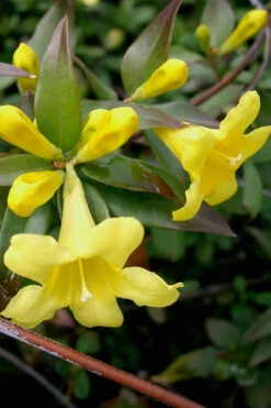 Swamp Carolina Jasmine (Jessamine) - Gelsemium Rankinii - 3 Gallon Pot