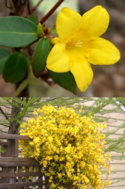 Swamp Carolina Jasmine (Jessamine) - Gelsemium Rankinii - 3 Gallon Pot -Plant Discount Store Jasmine rankinii Swamp Jessamine 1