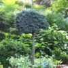 Blue Star Juniper Tree (Single Trunk Topiary) - 2 Gallon Pot -Plant Discount Store Juniper Blue Star Standard Topiary 1