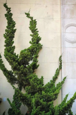 Hollywood Torulosa Juniper - 7 Gallon Pot (5-6') -Plant Discount Store Juniper Hollywood 12