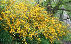 Japanese Marigold Bush (Kerria Japonica 'Pleniflora') - 5 Gallon Pot 16 Japanese Marigold Bush (Kerria Japonica 'Pleniflora') - 5 Gallon Pot -Plant Discount Store Kerria 18