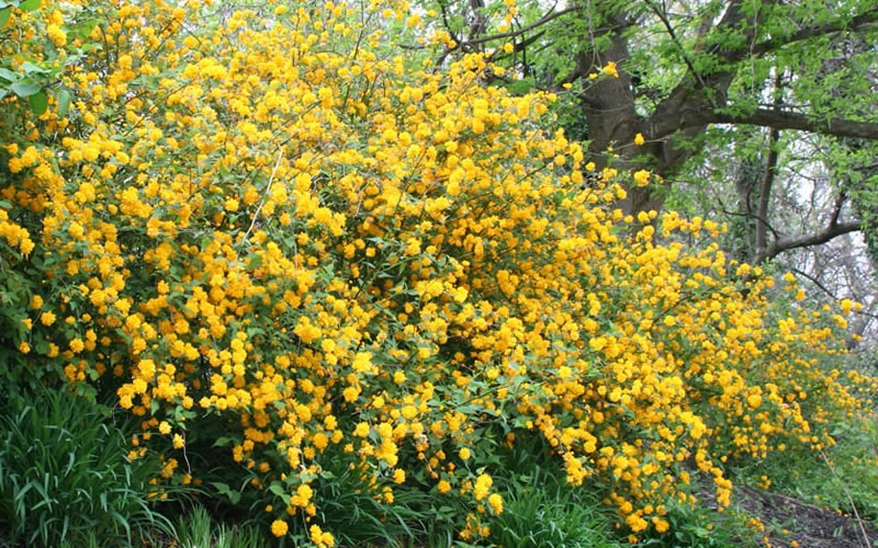 Japanese Marigold Bush (Kerria Japonica 'Pleniflora') - 5 Gallon Pot 8 Japanese Marigold Bush (Kerria Japonica 'Pleniflora') - 5 Gallon Pot - Image 6