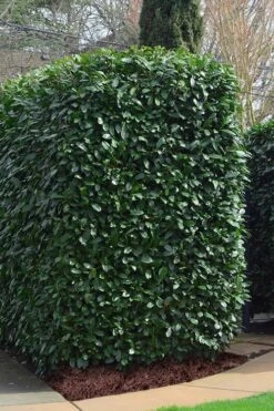 Schip Laurel (Prunus Laurocersasus 'Schipkaensis') - 6 Pack Of 1 Gallon Pots 11 Schip Laurel (Prunus Laurocersasus 'Schipkaensis') - 6 Pack Of 1 Gallon Pots -Plant Discount Store Laurel Schip 2 2