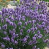 SuperBlue English Lavender - 1 Gallon Pot 2 SuperBlue English Lavender - 1 Gallon Pot -Plant Discount Store Lavender Super Blue 2