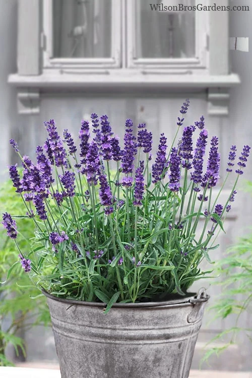 SuperBlue English Lavender - 1 Gallon Pot 7 SuperBlue English Lavender - 1 Gallon Pot - Image 5