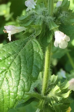 Lemon Balm Plant - 1 Gallon Pot 11 Lemon Balm Plant - 1 Gallon Pot -Plant Discount Store Lemon Balm Plant 1