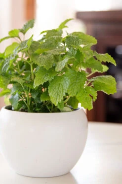 Lemon Balm Plant - 1 Gallon Pot 10 Lemon Balm Plant - 1 Gallon Pot -Plant Discount Store Lemon Balm Plant 2